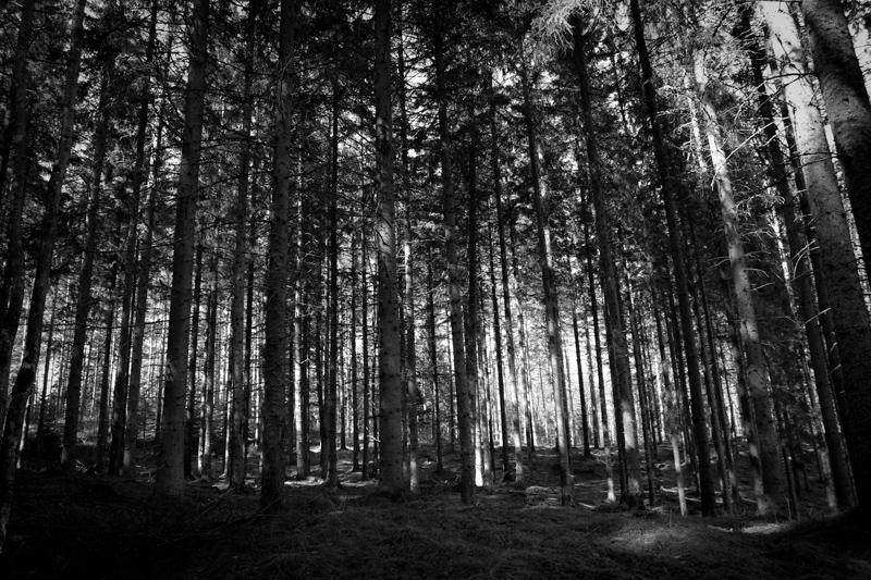 Skog i svartvitt